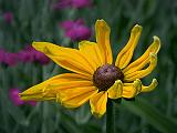 Withering Black-eyed Susan_DSCF5284